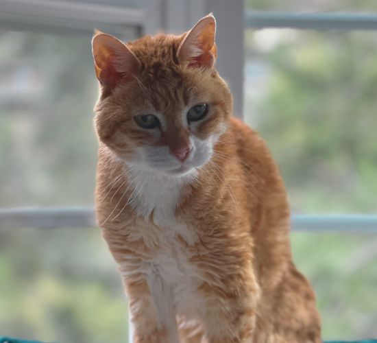 Simply the Best Pet Care Pet Sitting Bay area