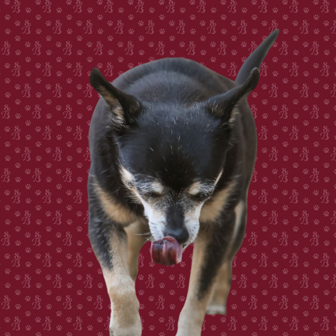 Dog walking in San Carlos, Redwood City, Emerald Hills, Atheron, and Menlo Park. (1)