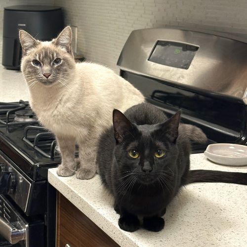 Ruby and Cleo
