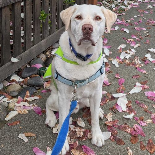 Yellow Lab to Laura's review