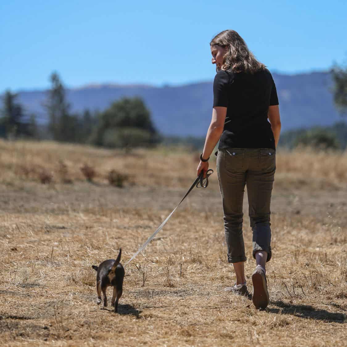 simply the best daily dog walking