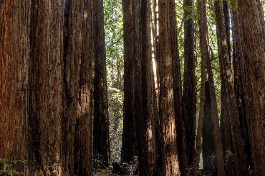 Top Dog-Friendly Hiking Trails Near Redwood City and San Carlos