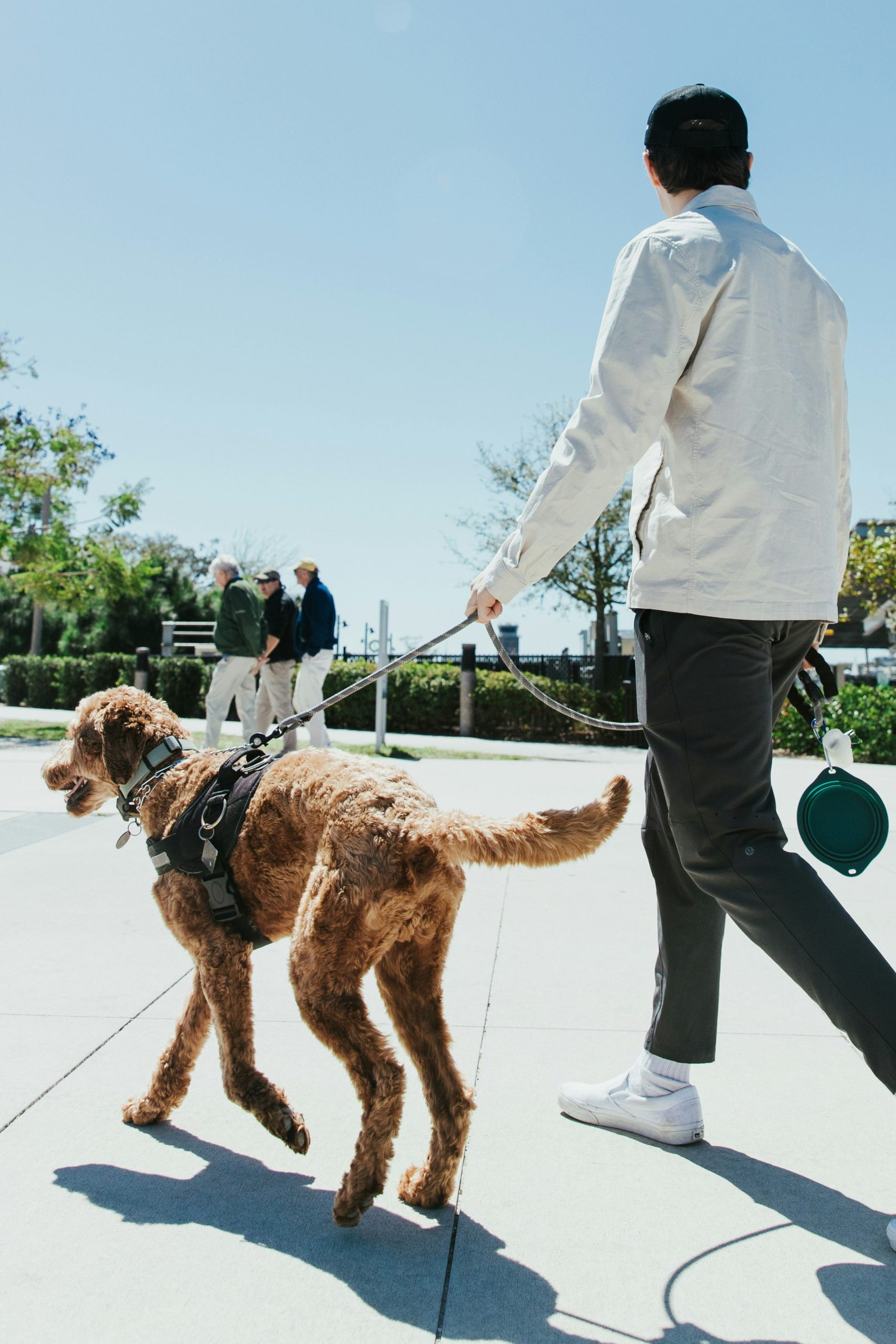 dog-walking-services-redwood-city