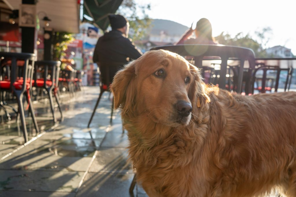dog-friendly-restaurants-in-redwood-city