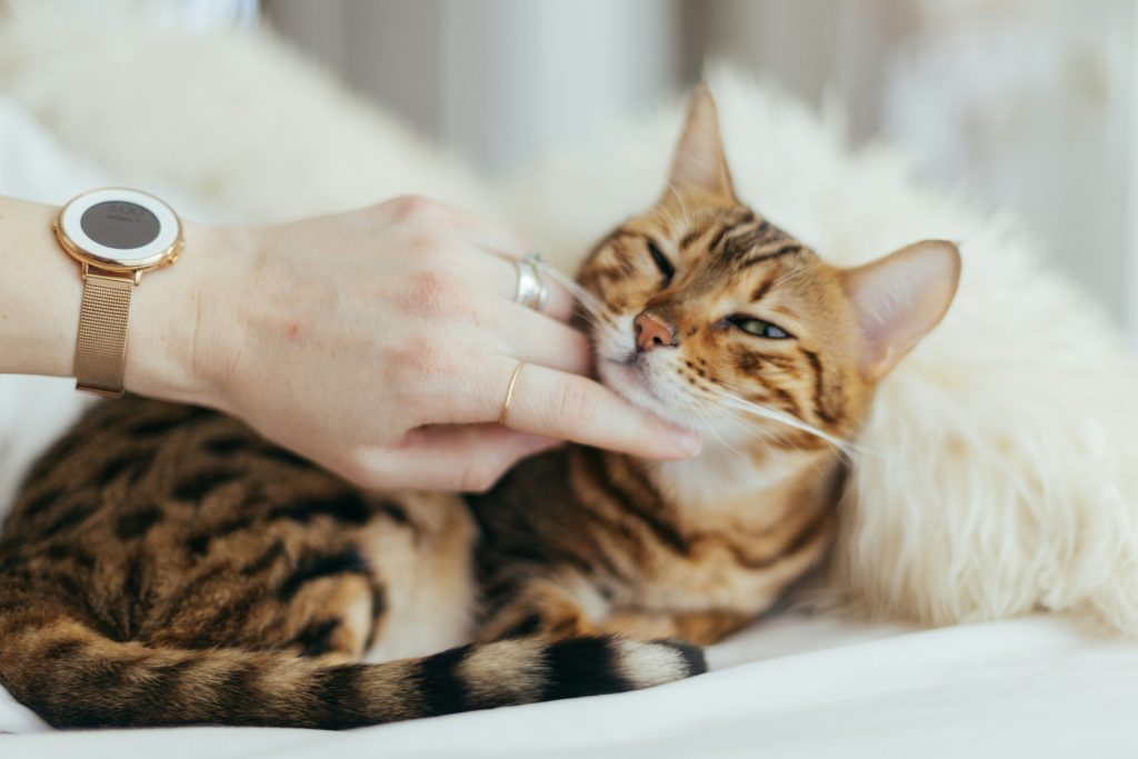 cat sitter redwood city