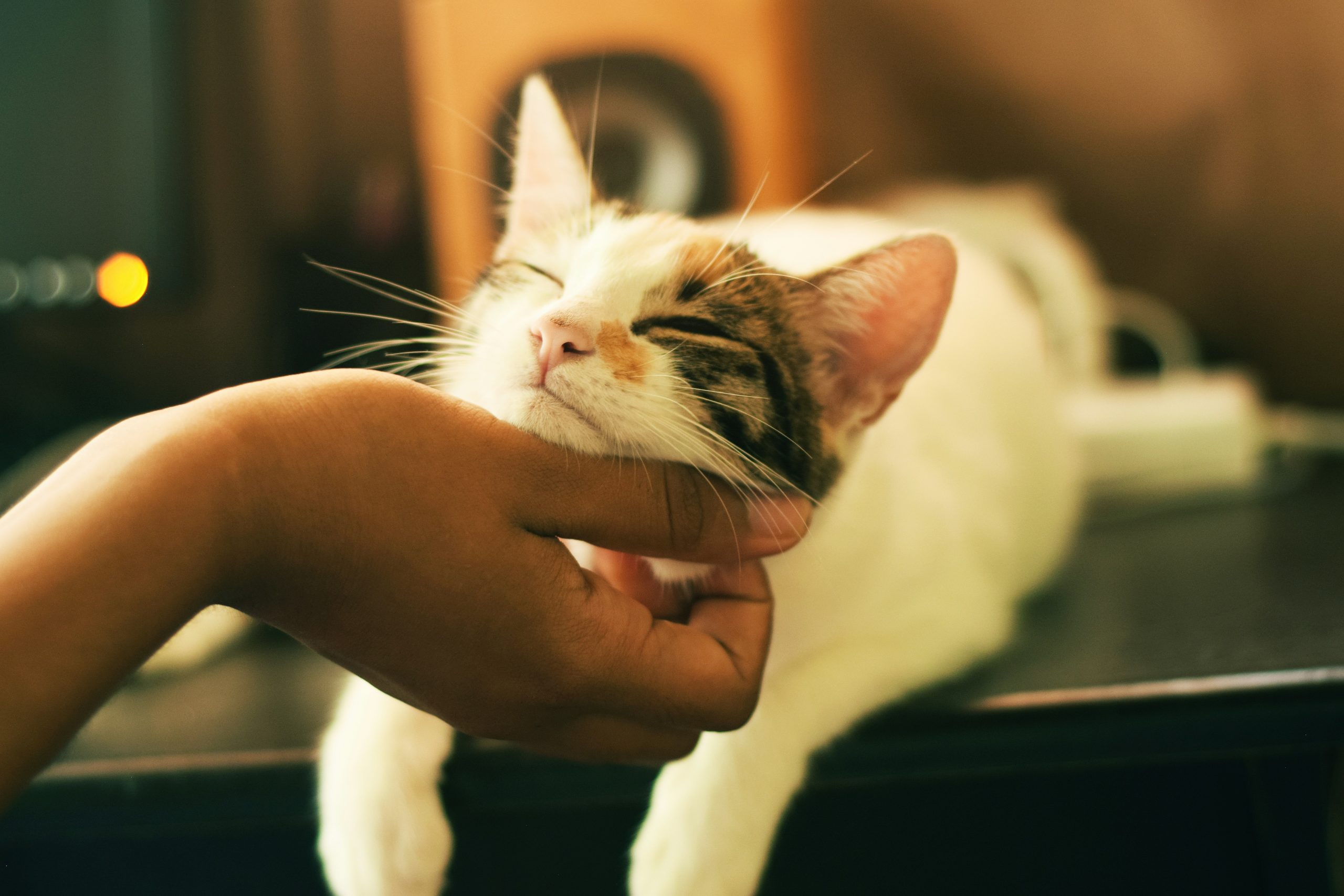 cat sitter redwood city