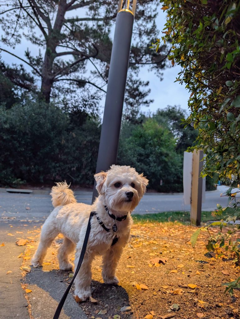 how often should I walk my dog