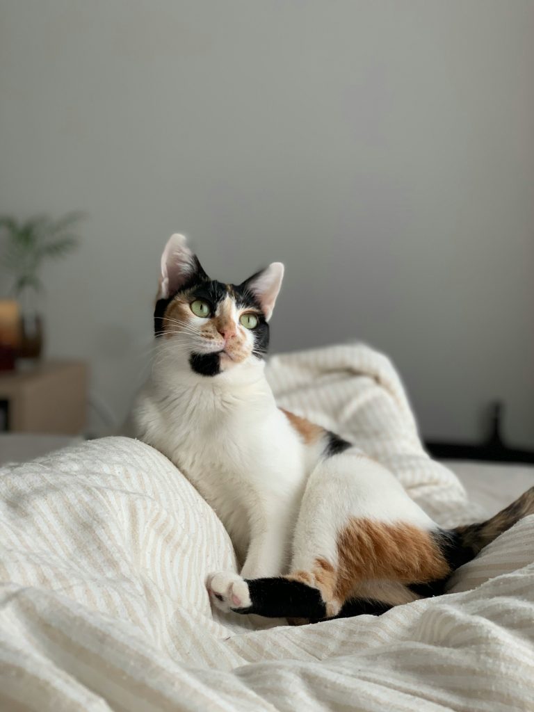 alternatives to cat boarding