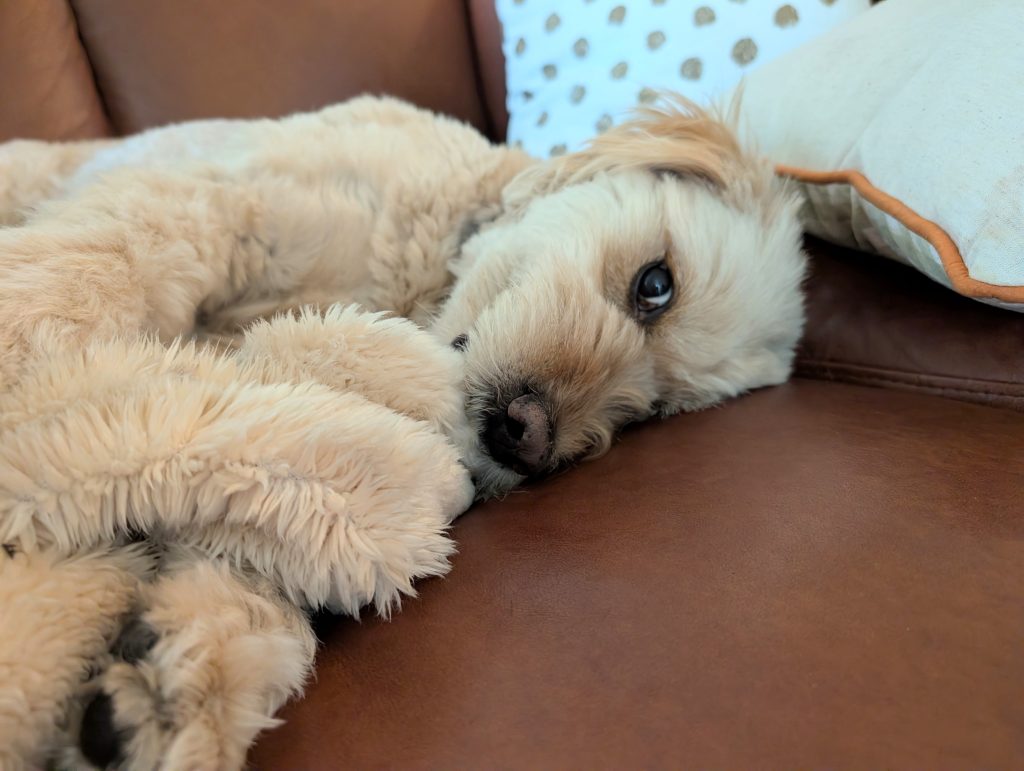 dog walking for remote workers