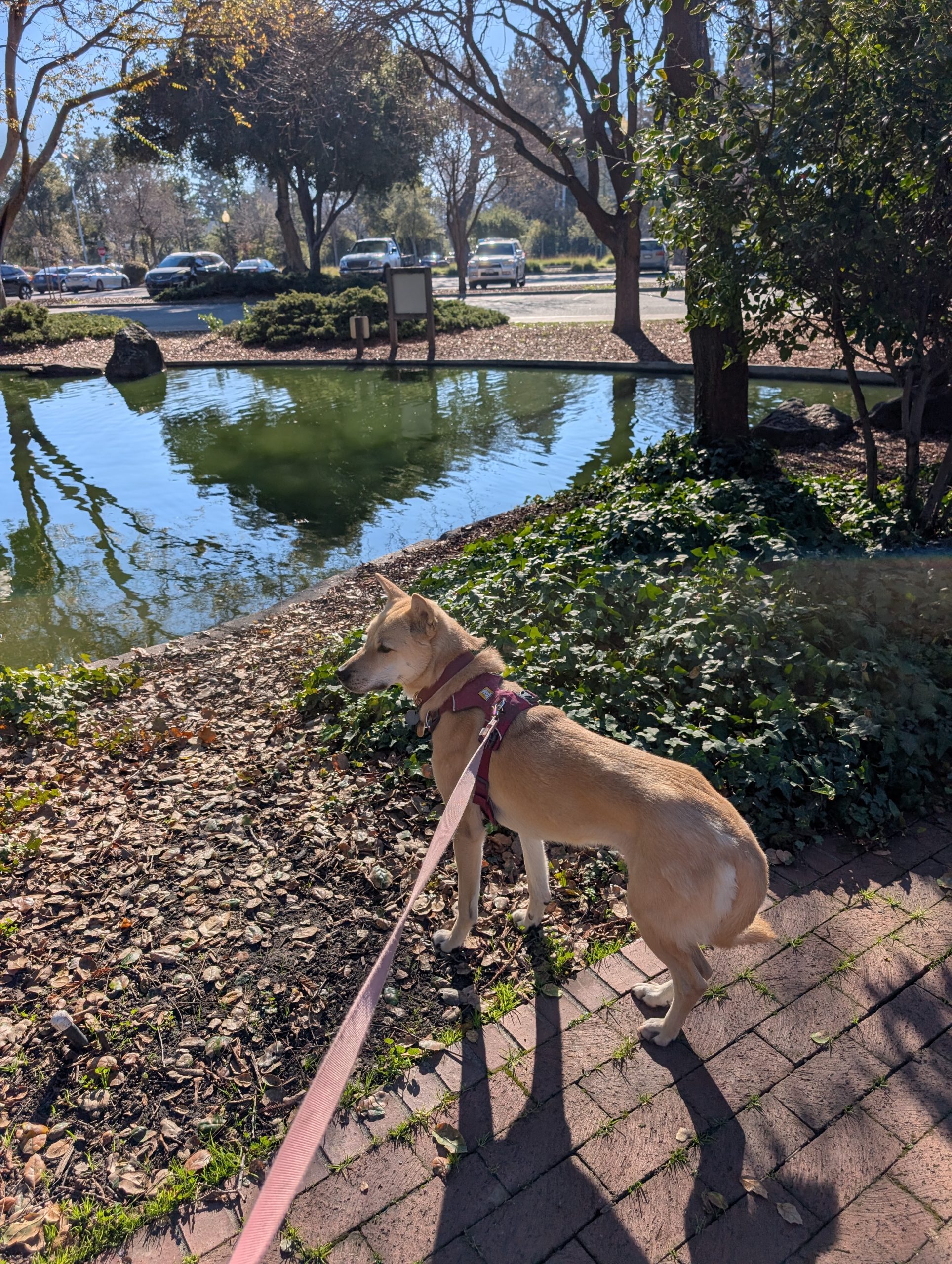 dog walking in san carlos