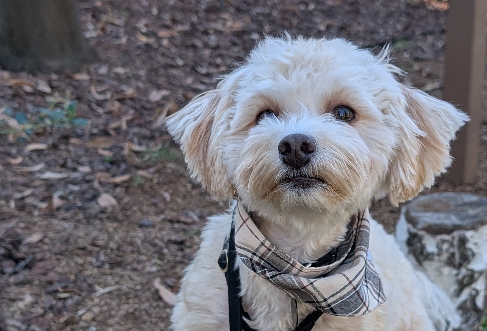 wearable dog trackers