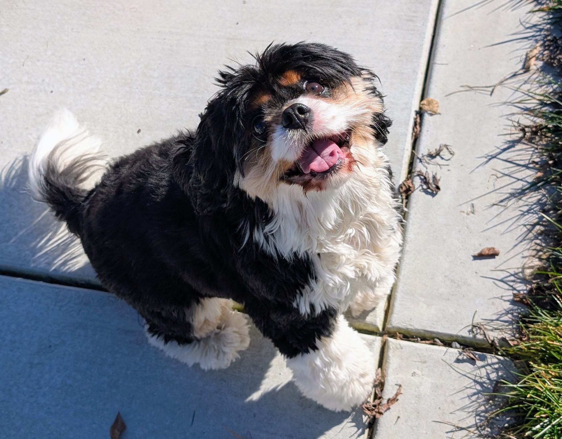 Super Bowl dog safety tips