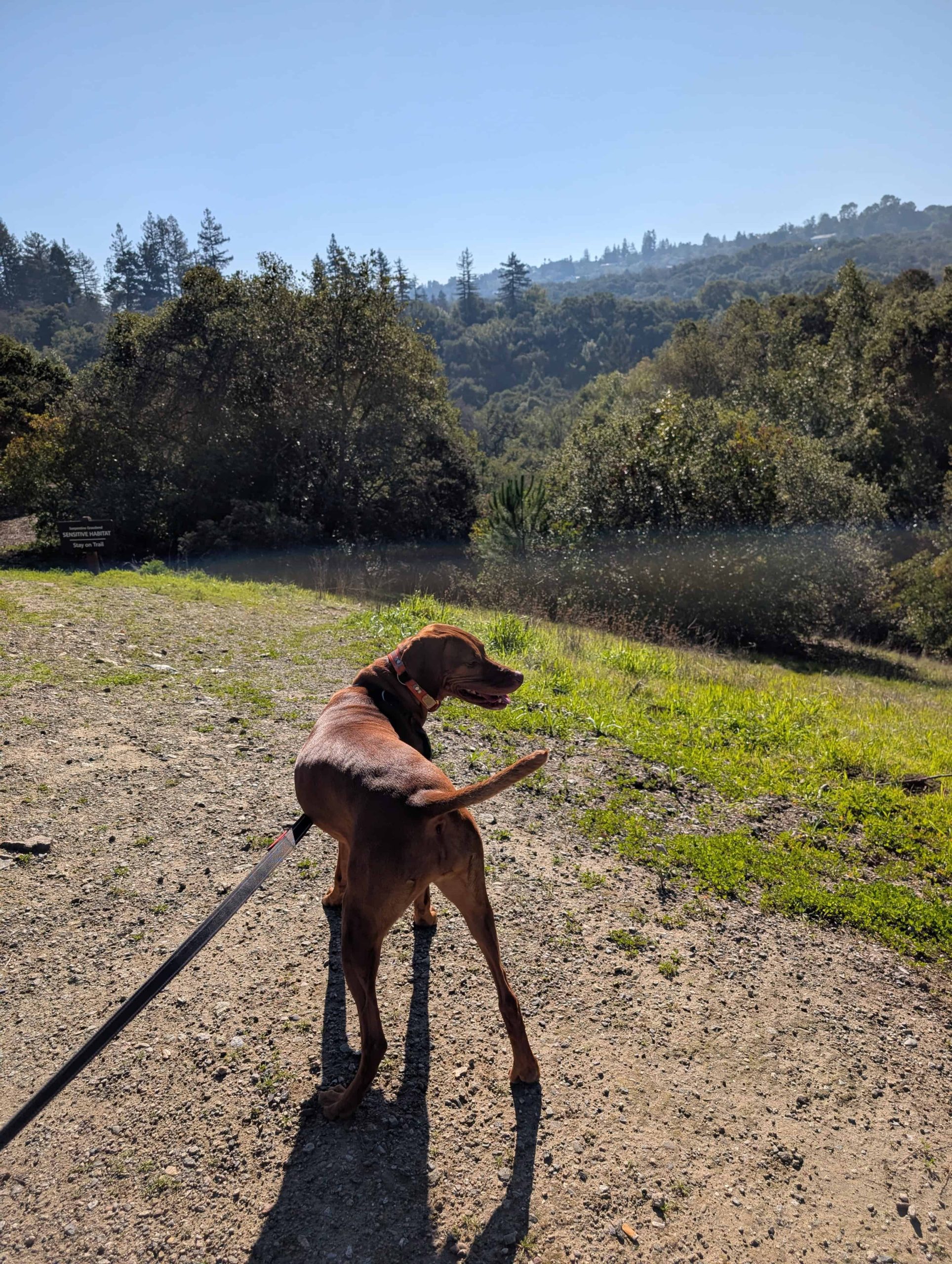 pulgas ridge off-leash trail