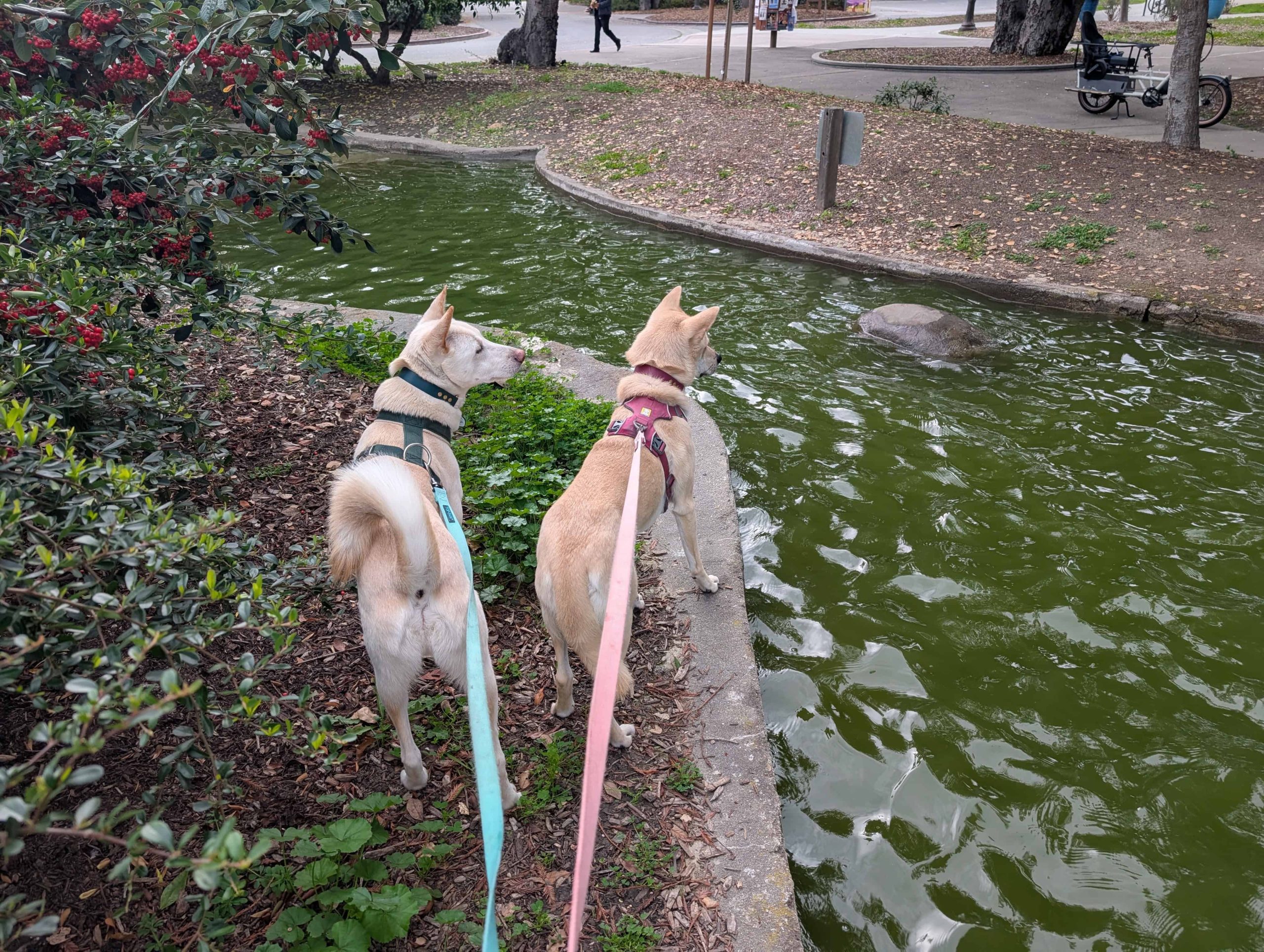 menlo park dog walking