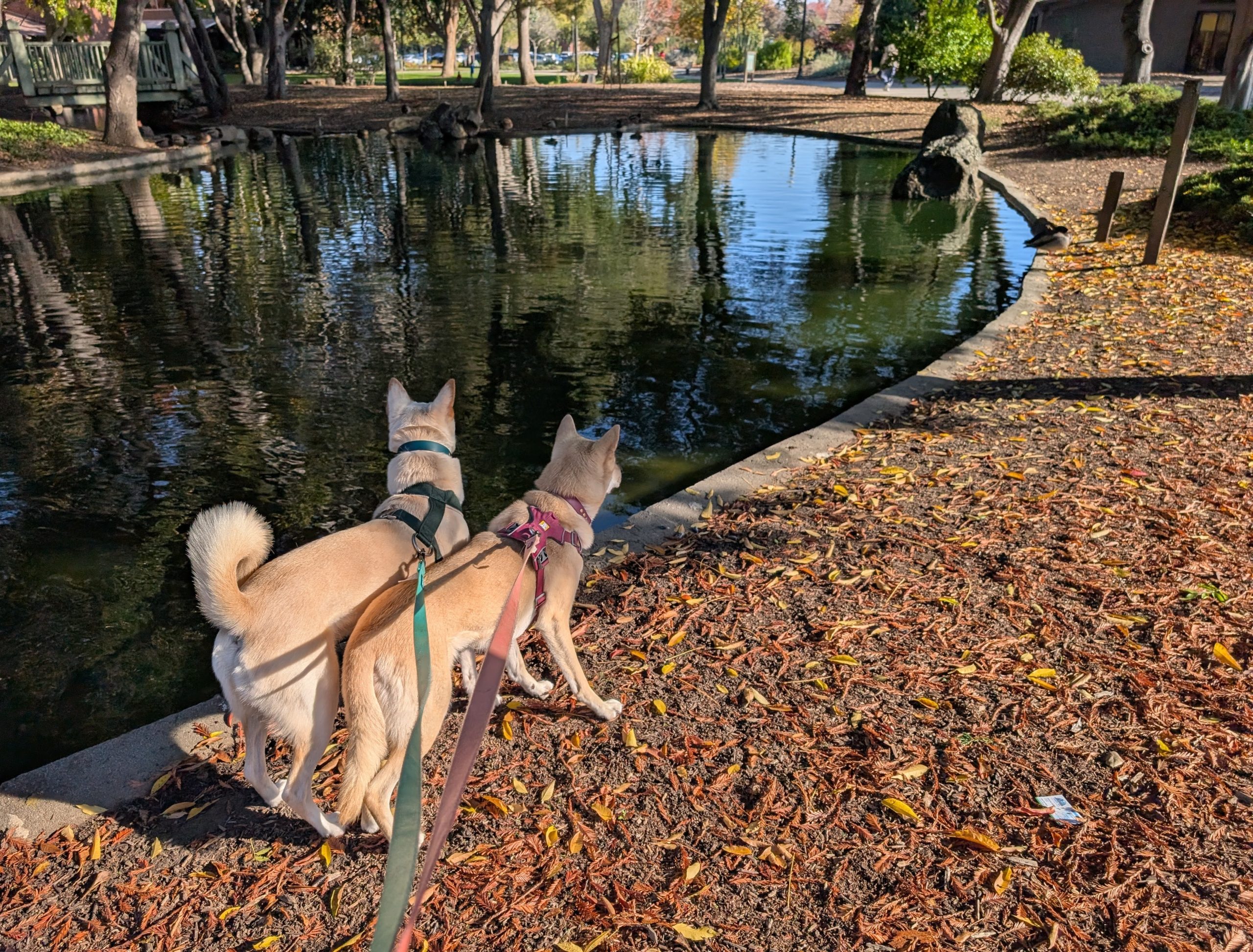 dog-friendly patios in Menlo Park