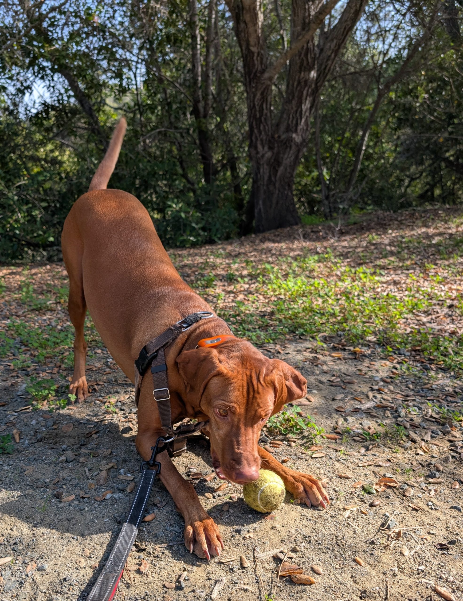 stulsaft park dog walking