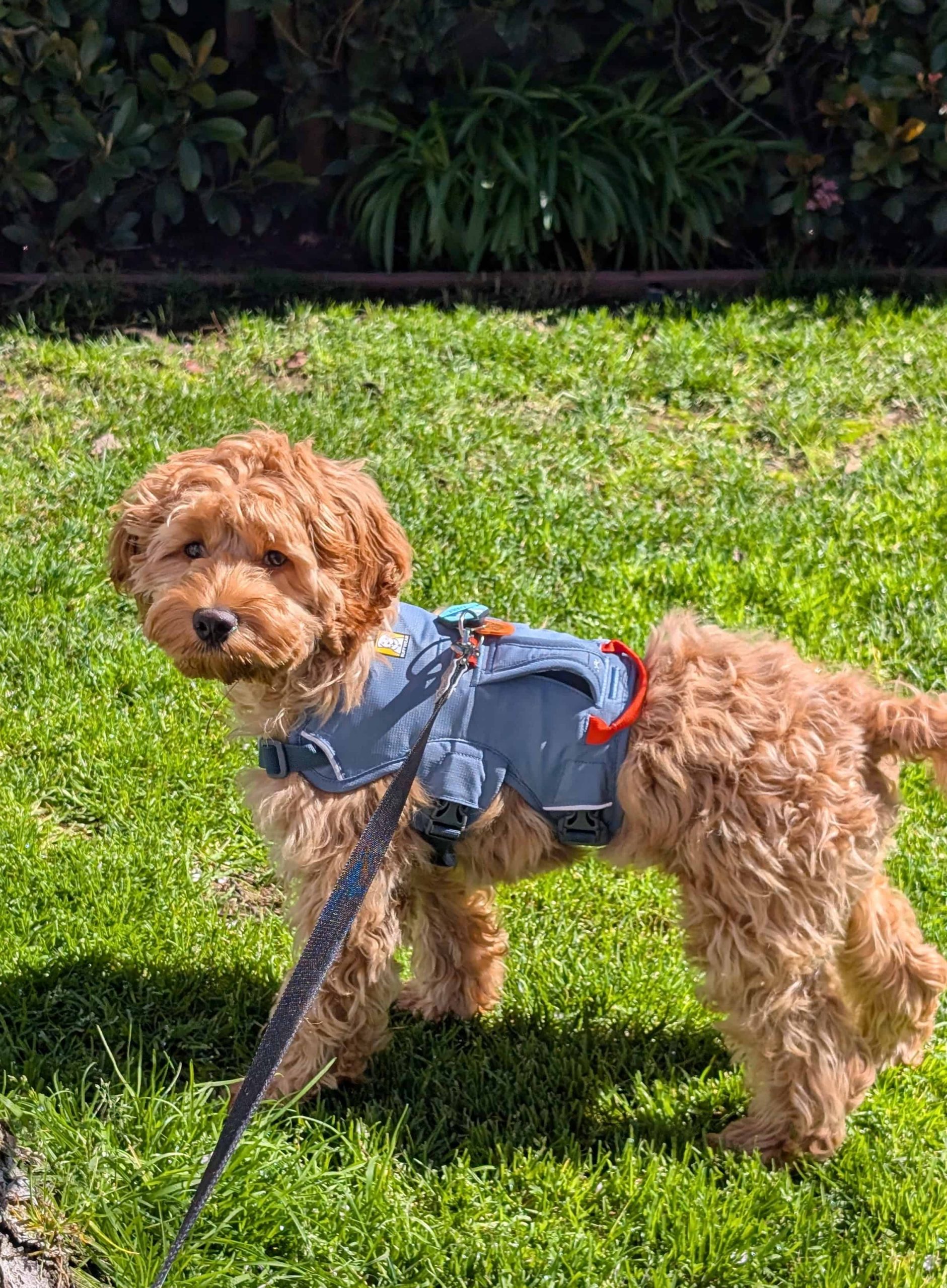 foxtails in San Carlos