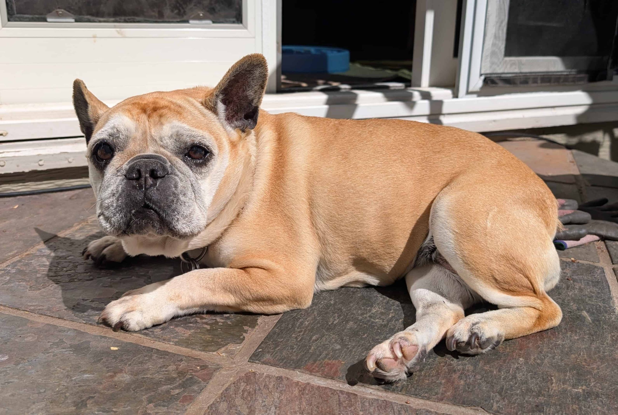 pet stores Redwood City