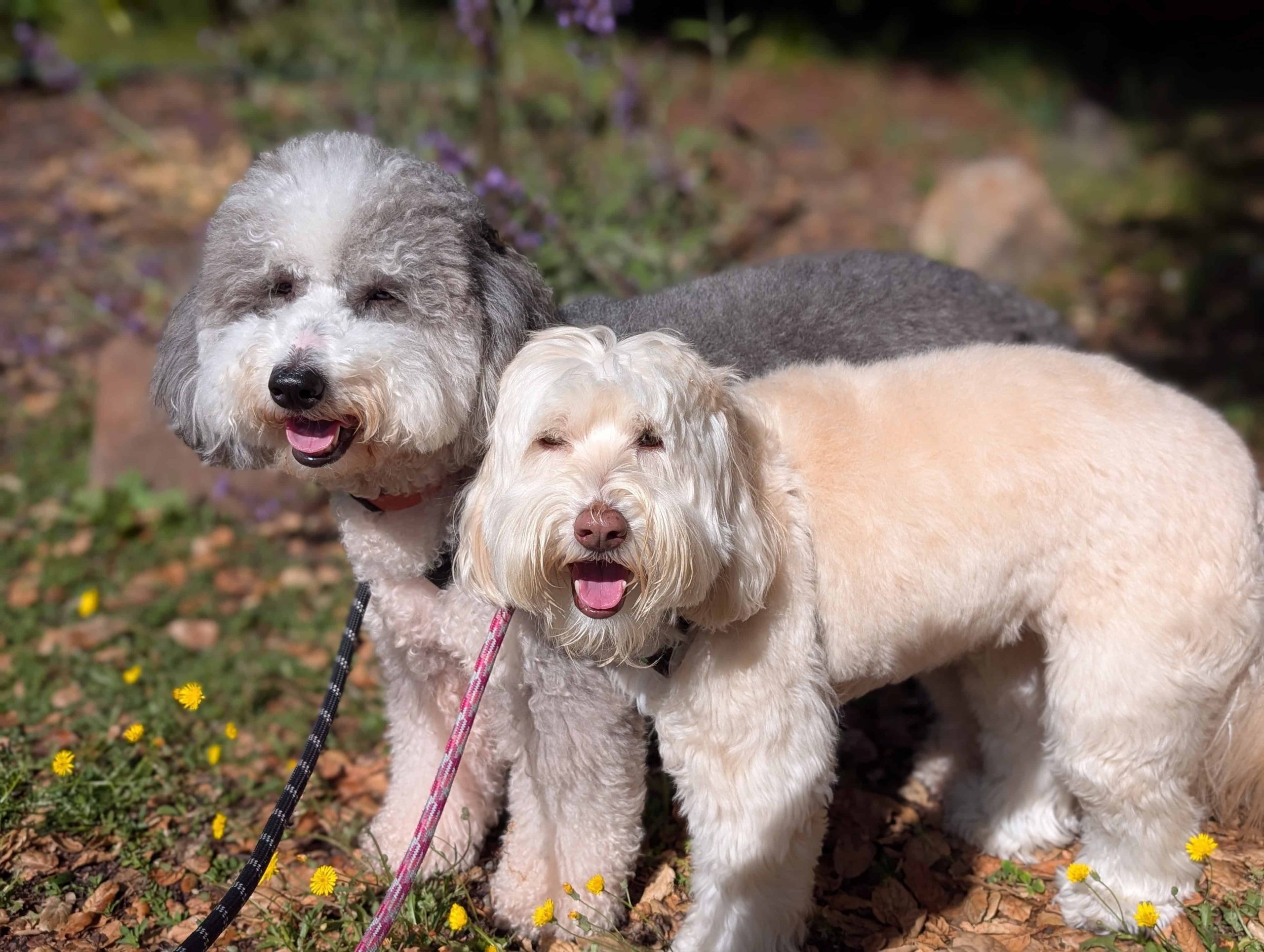 dog-friendly hikes near menlo park