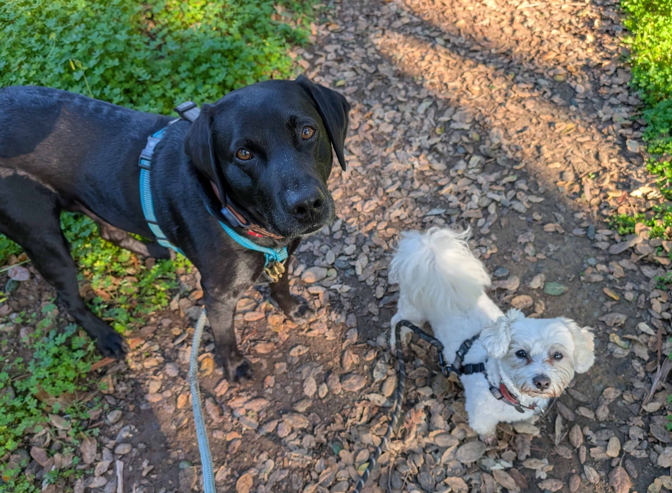 redwood city dog walking