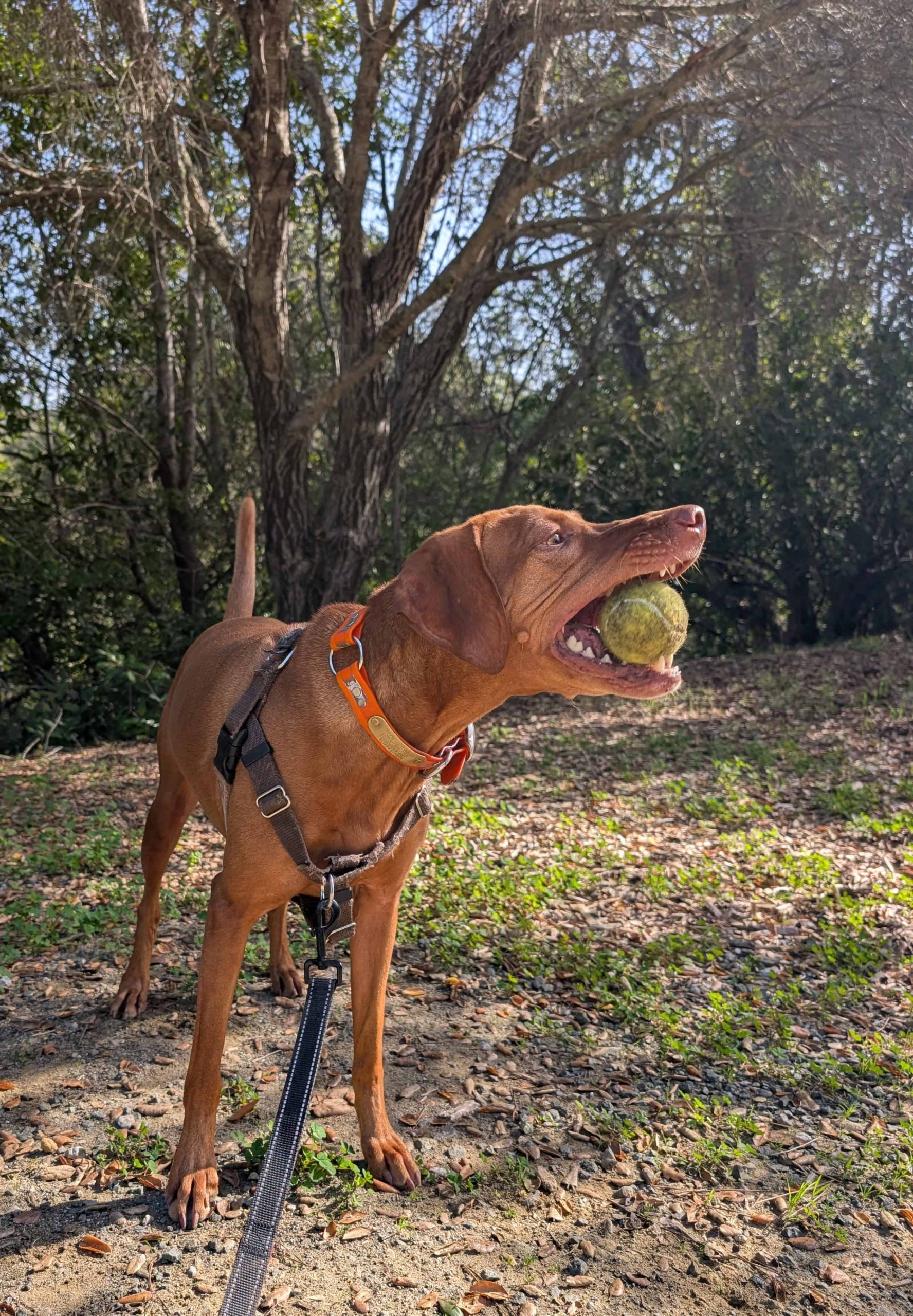 how long after eating can I walk my dog