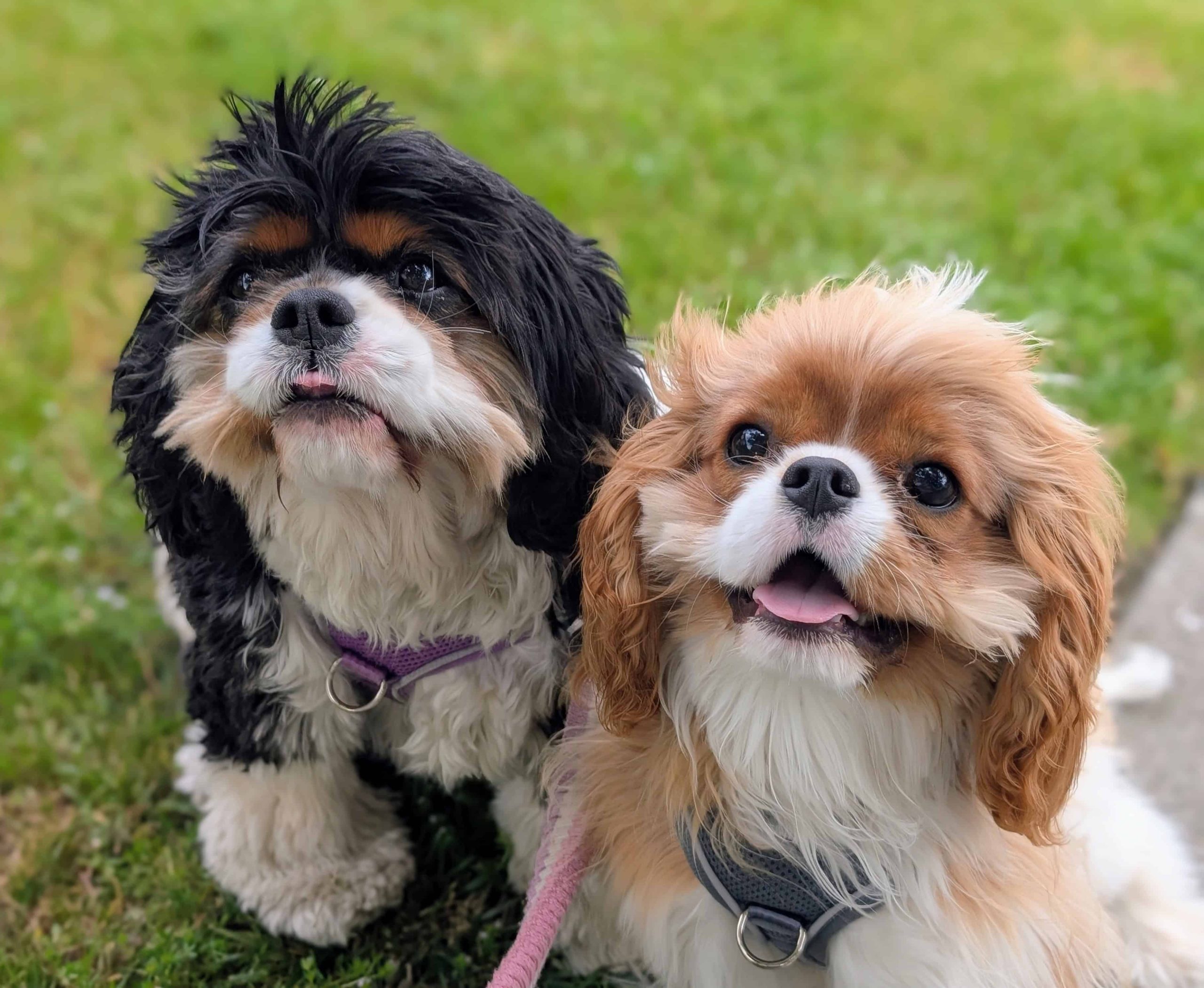 dog-friendly downtown redwood city