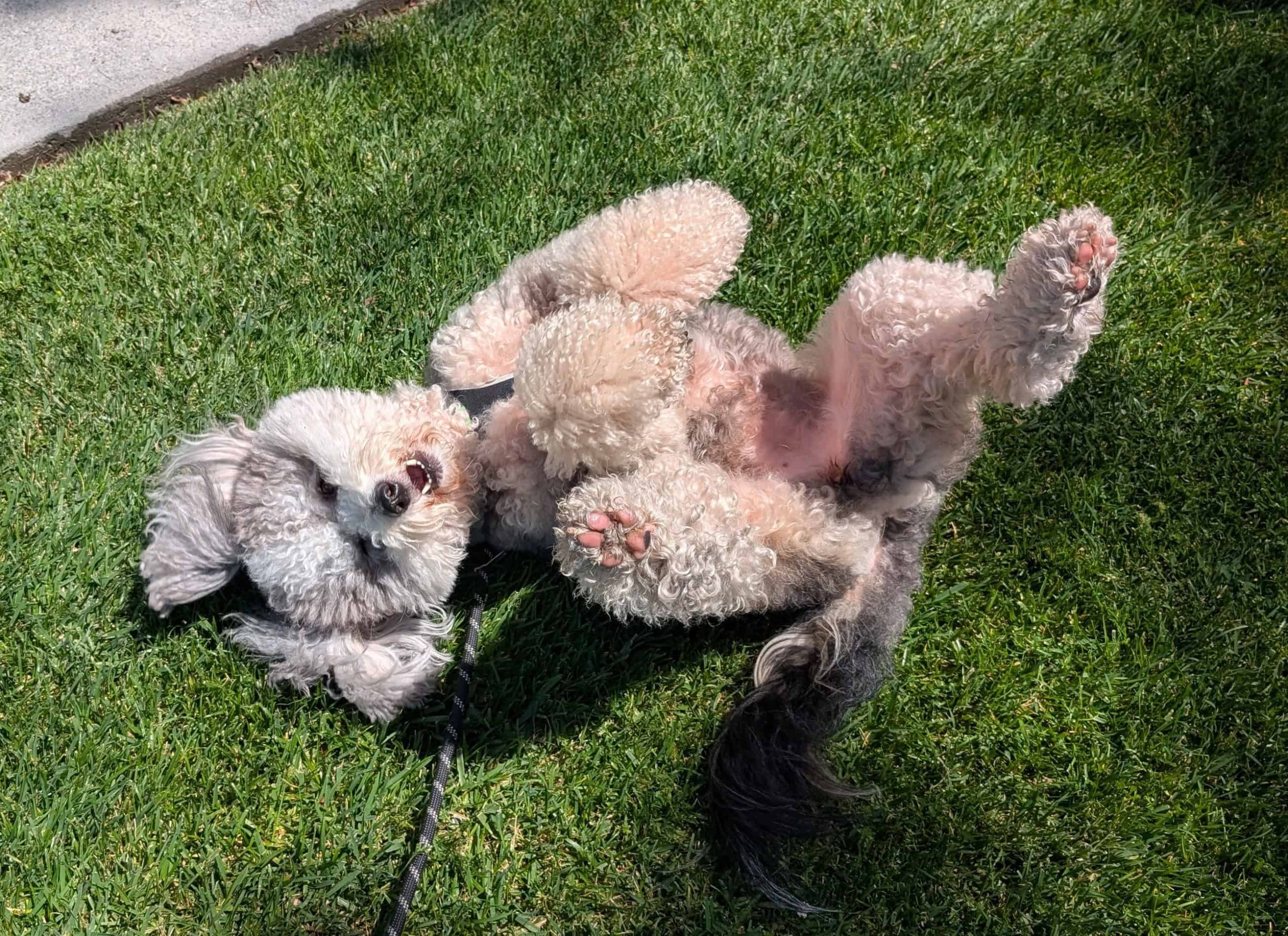 dog walker cost in Redwood City
