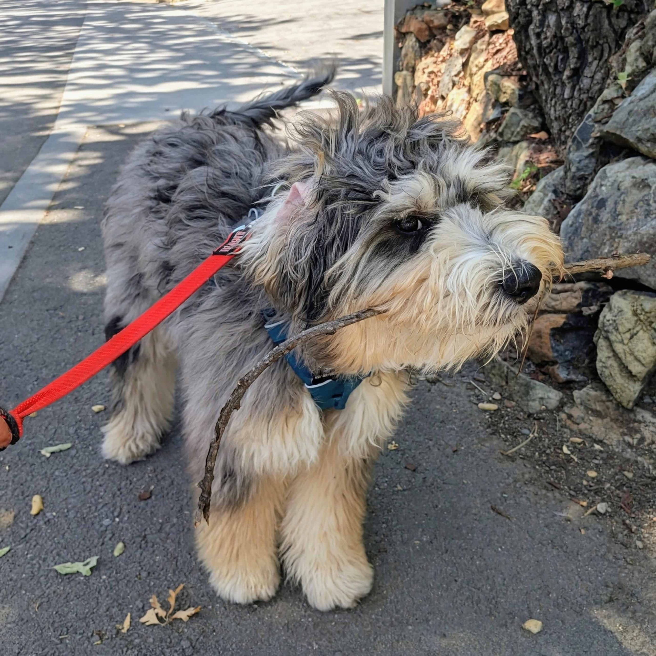 dog walking San Carlos