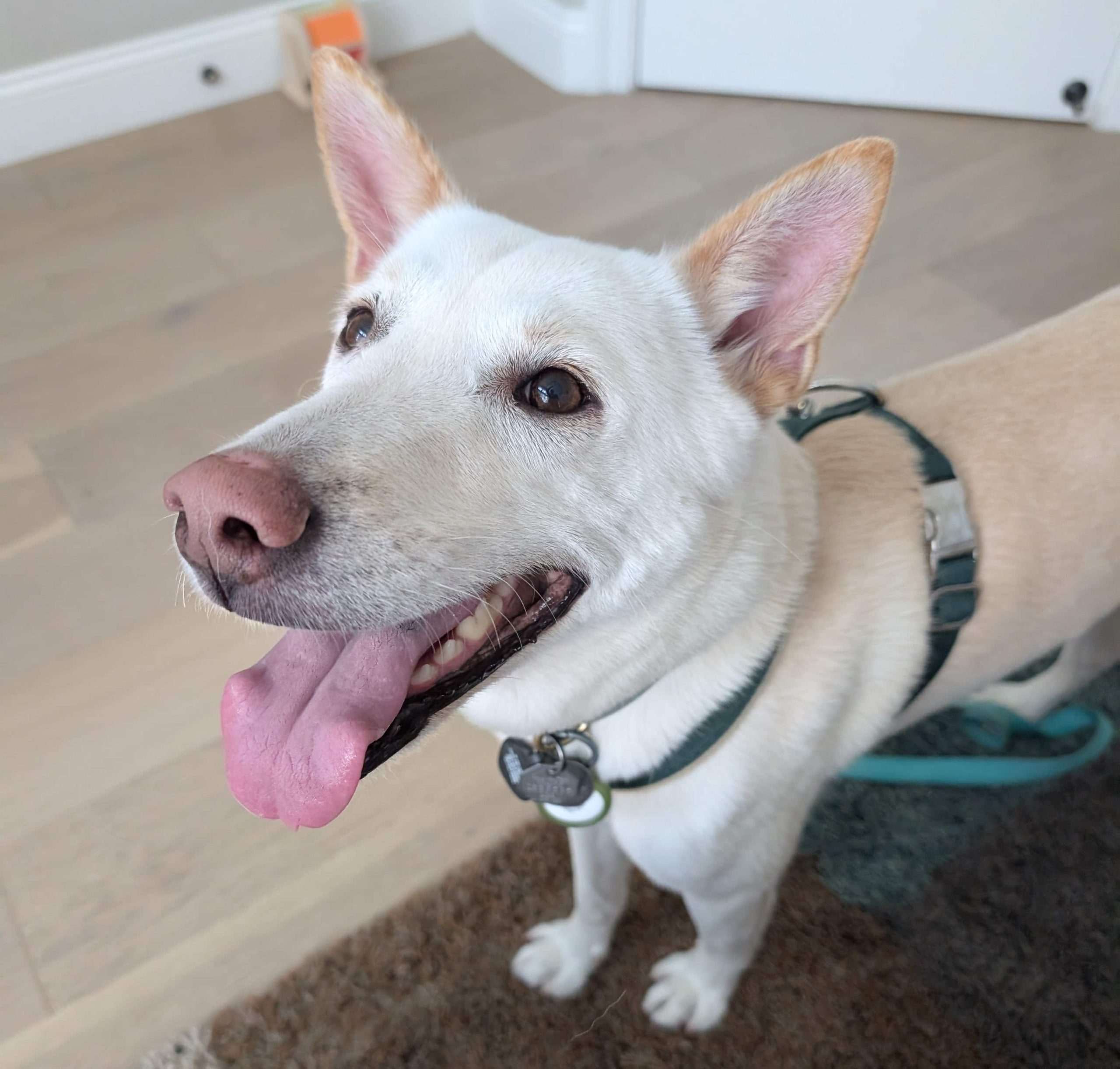 dog-friendly restaurants near Menlo Park