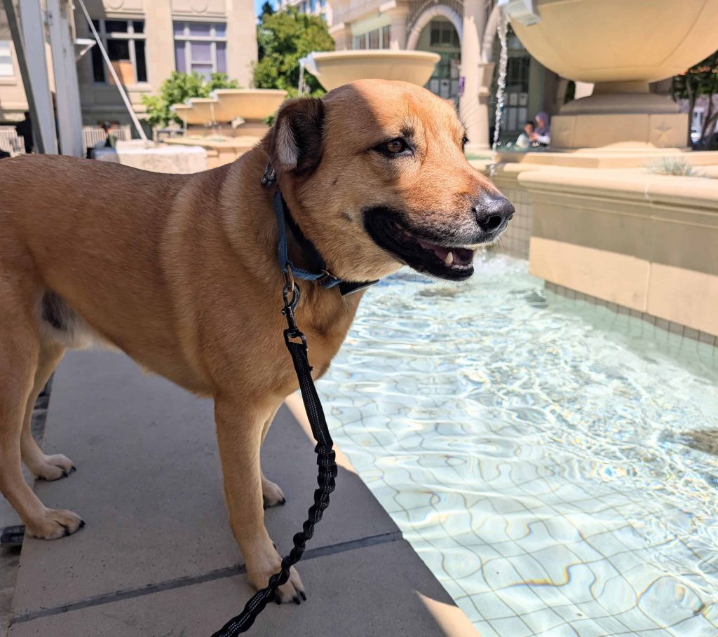 brown dog near a fountain on a walk in downtown Redwood City