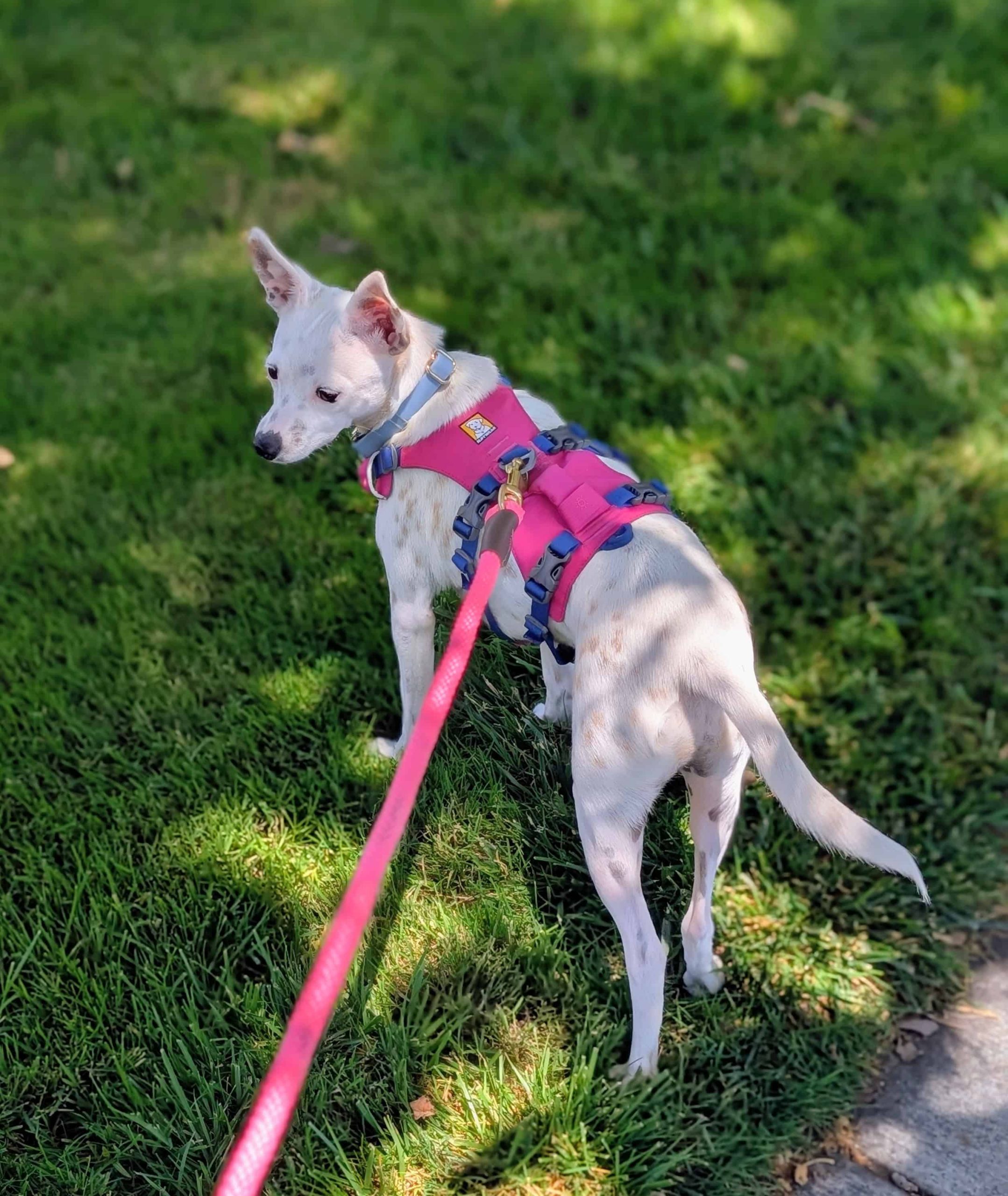 Dog walker Redwood City providing a private neighborhood walk for a happy white dog with brown spots
