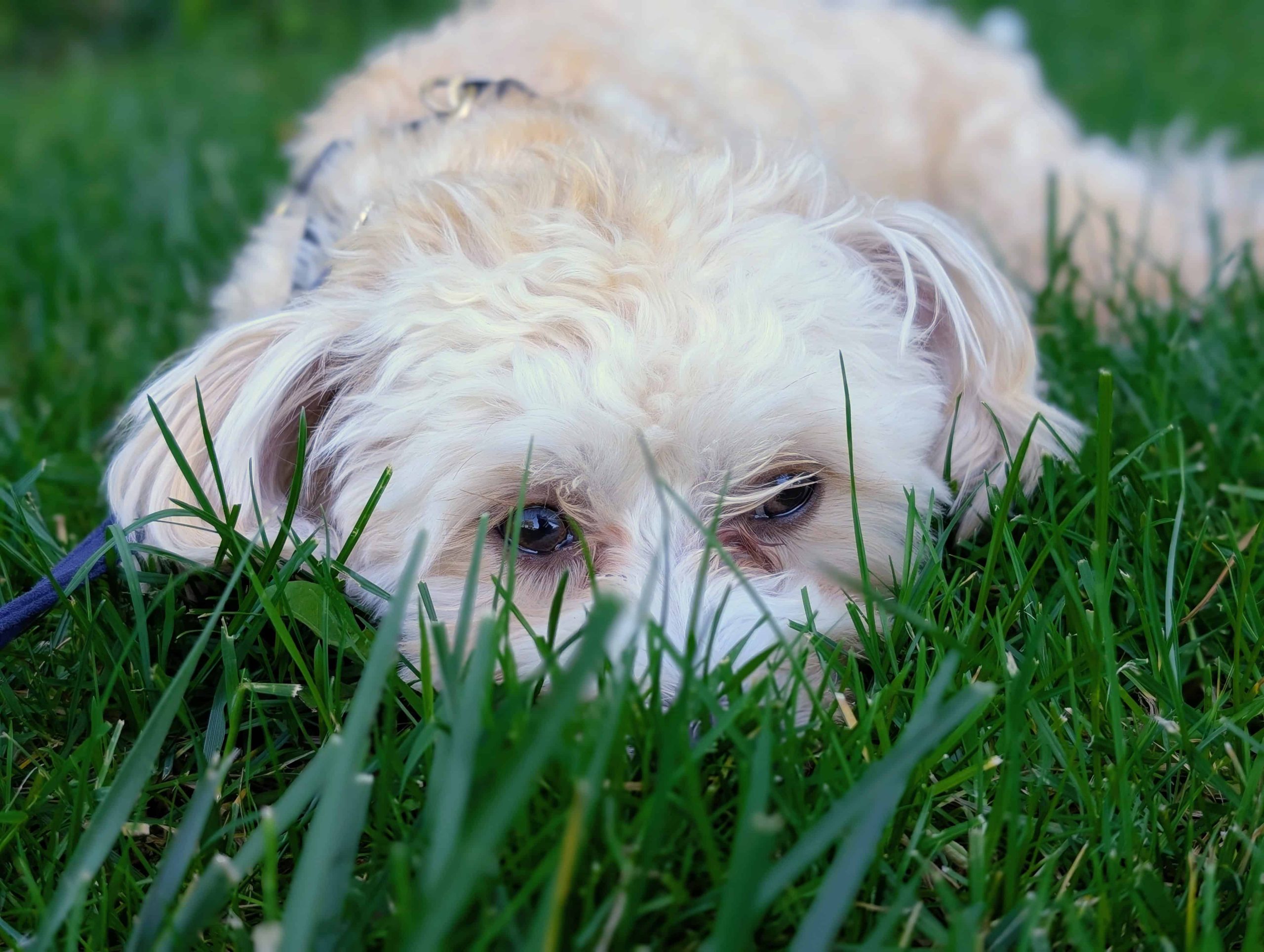 midday dog walking with Rocko, a Havanese lying in some grass