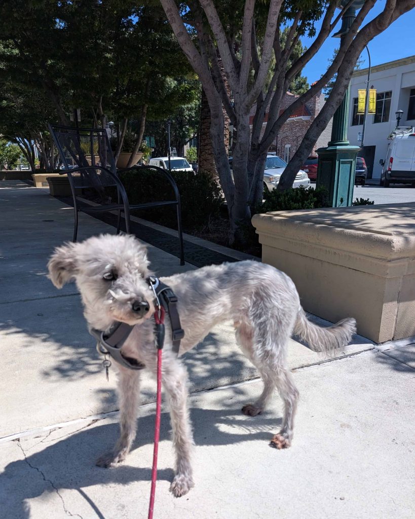 small grey dog on leash in Downtown Redwood City