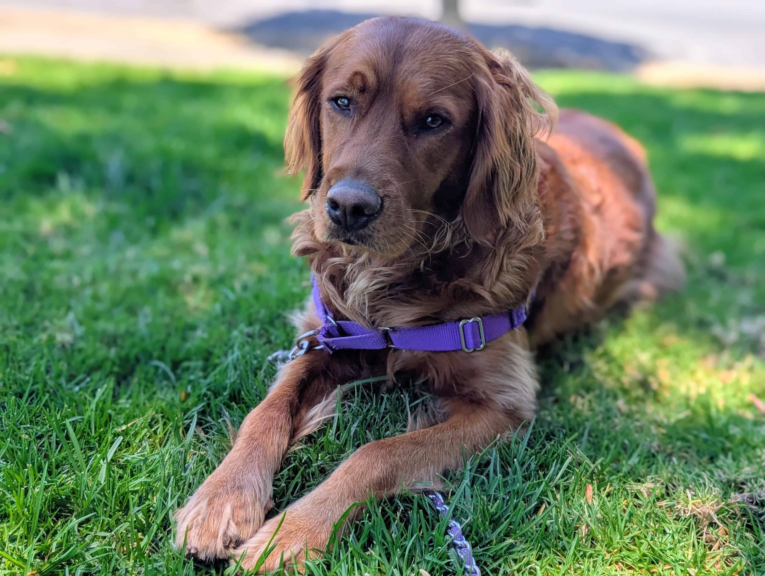 Professional dog walking company providing private weekday dog walks on the Peninsula for Golden Retriever laying in grassy field