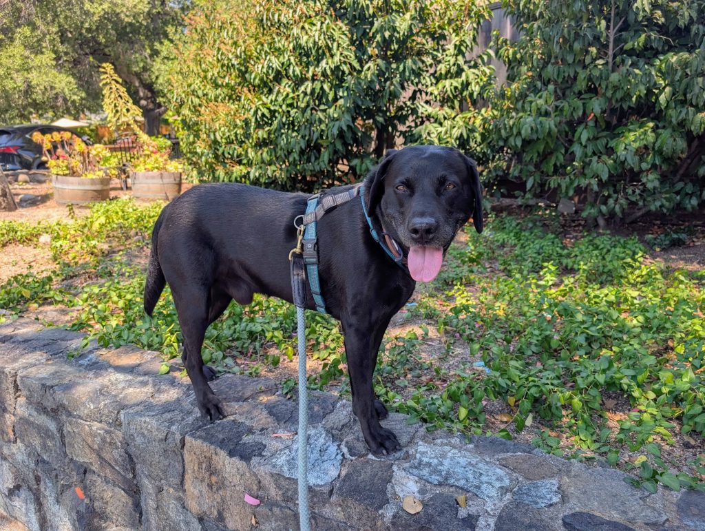 Adi the black Lab on a walk standing on a stone wall with grass in the background