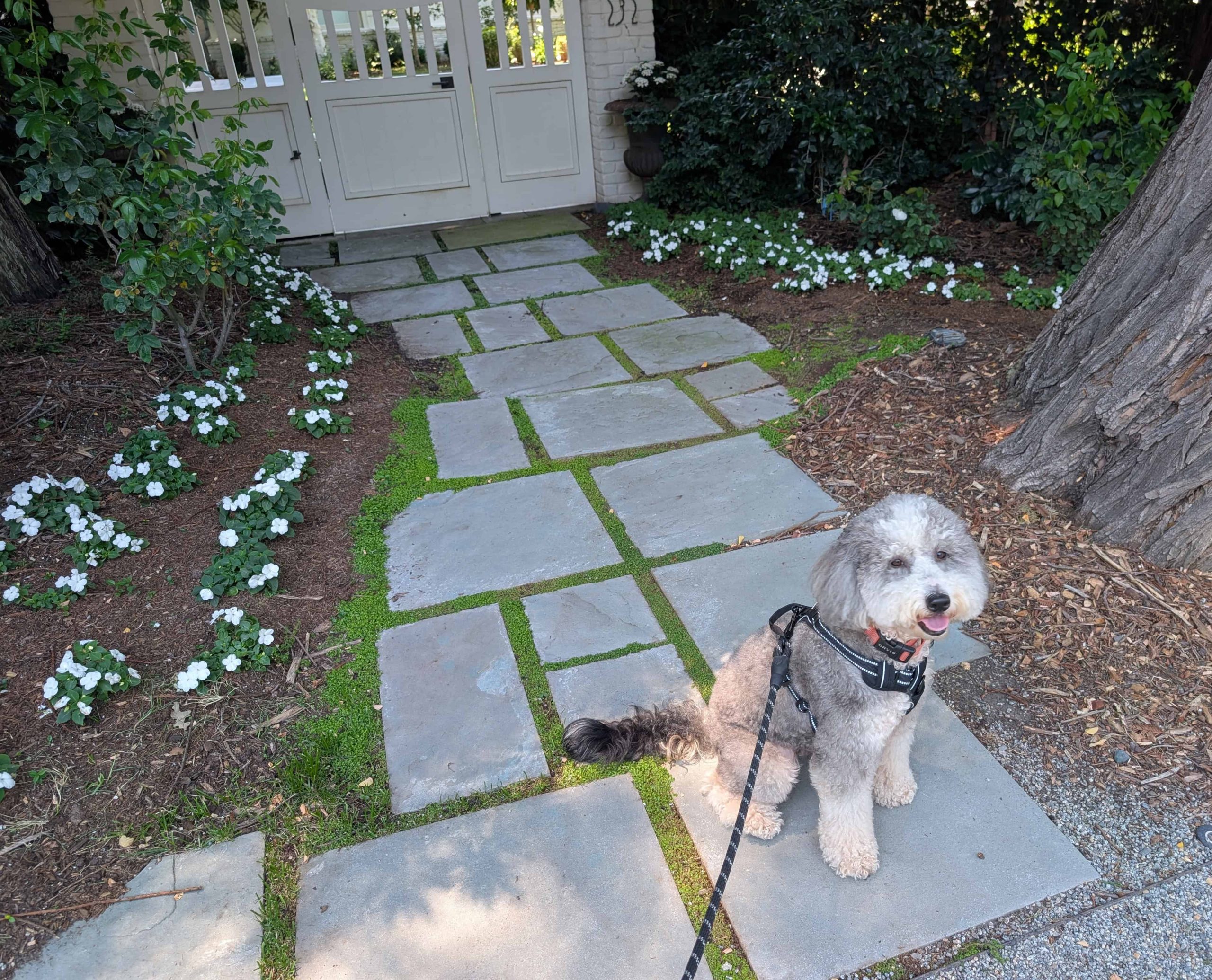 grey and white sheepadoodle outside on leash in the shade, sitting on pavers
