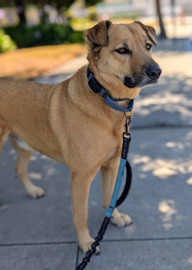 Mikey, a tan mutt with black ears and nose, on a leash outside on pavement. wondering about dog walker cost menlo park? read our blog