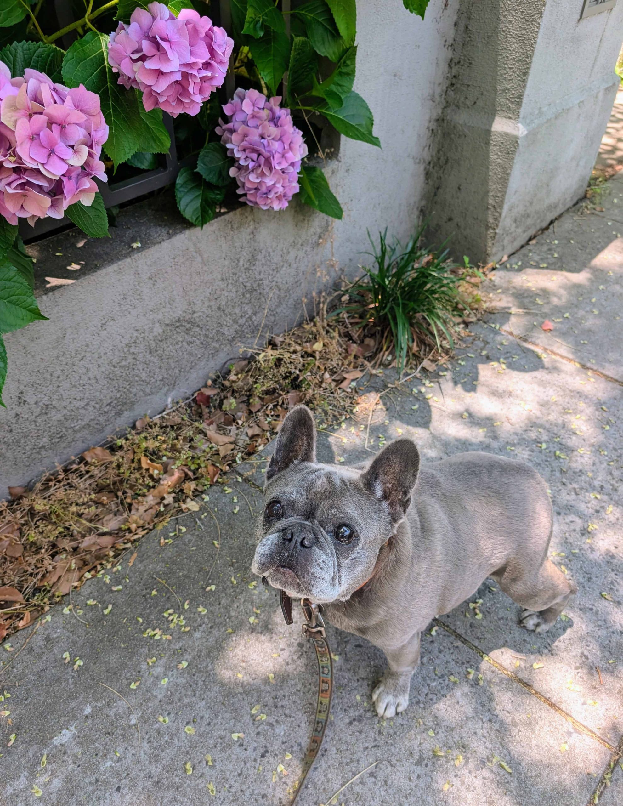 fourth of july dog safety redwood city involves planning ahead. silver french bulldog, piper, is enjoying a walk in dappled sunshine on the sidewalk passing a rose bush.