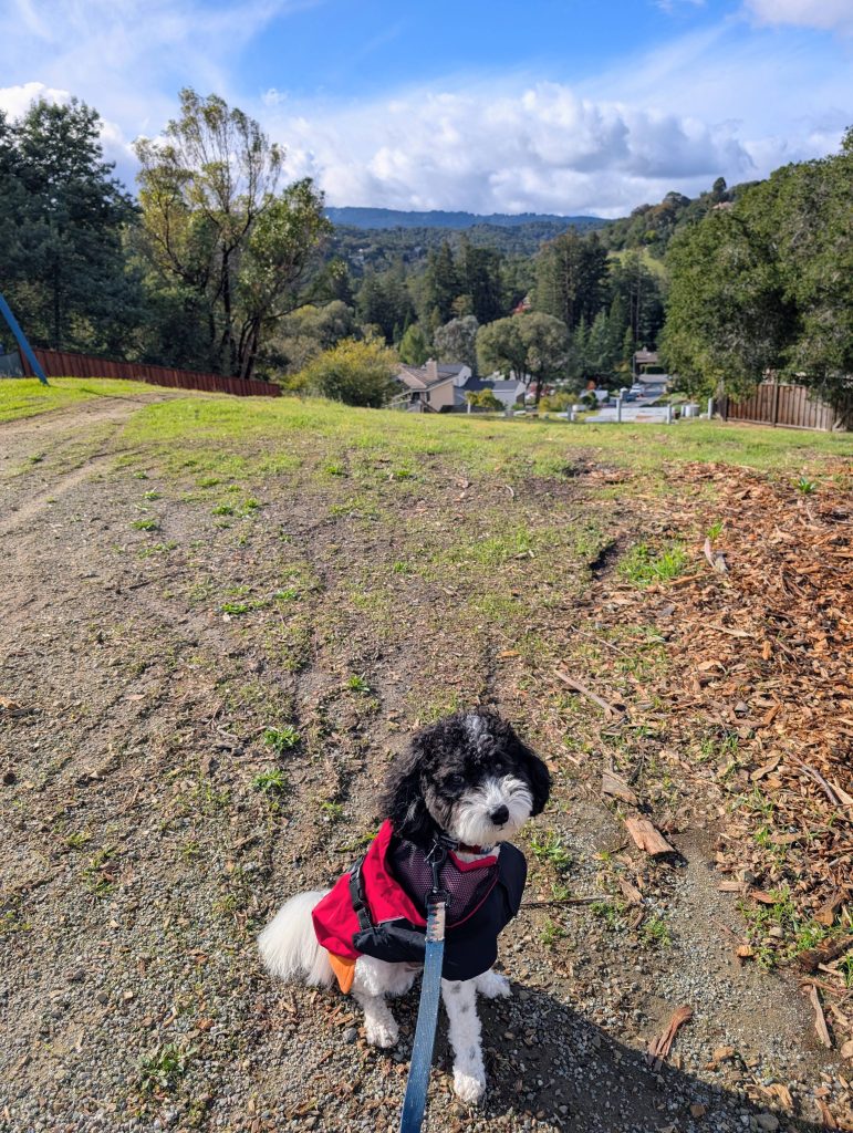 Black and white Sheepadoodle, Momo, taking a break from Emerald Hills' paved surfaces and enjoying some dirt!