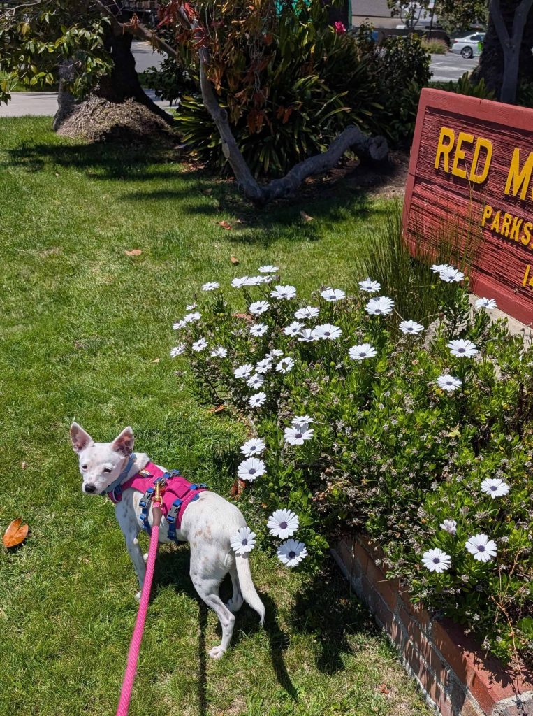 white chihuahua mix with brown spots standing in grass in front of a patch of flowers with "Red Morton" sign behind.