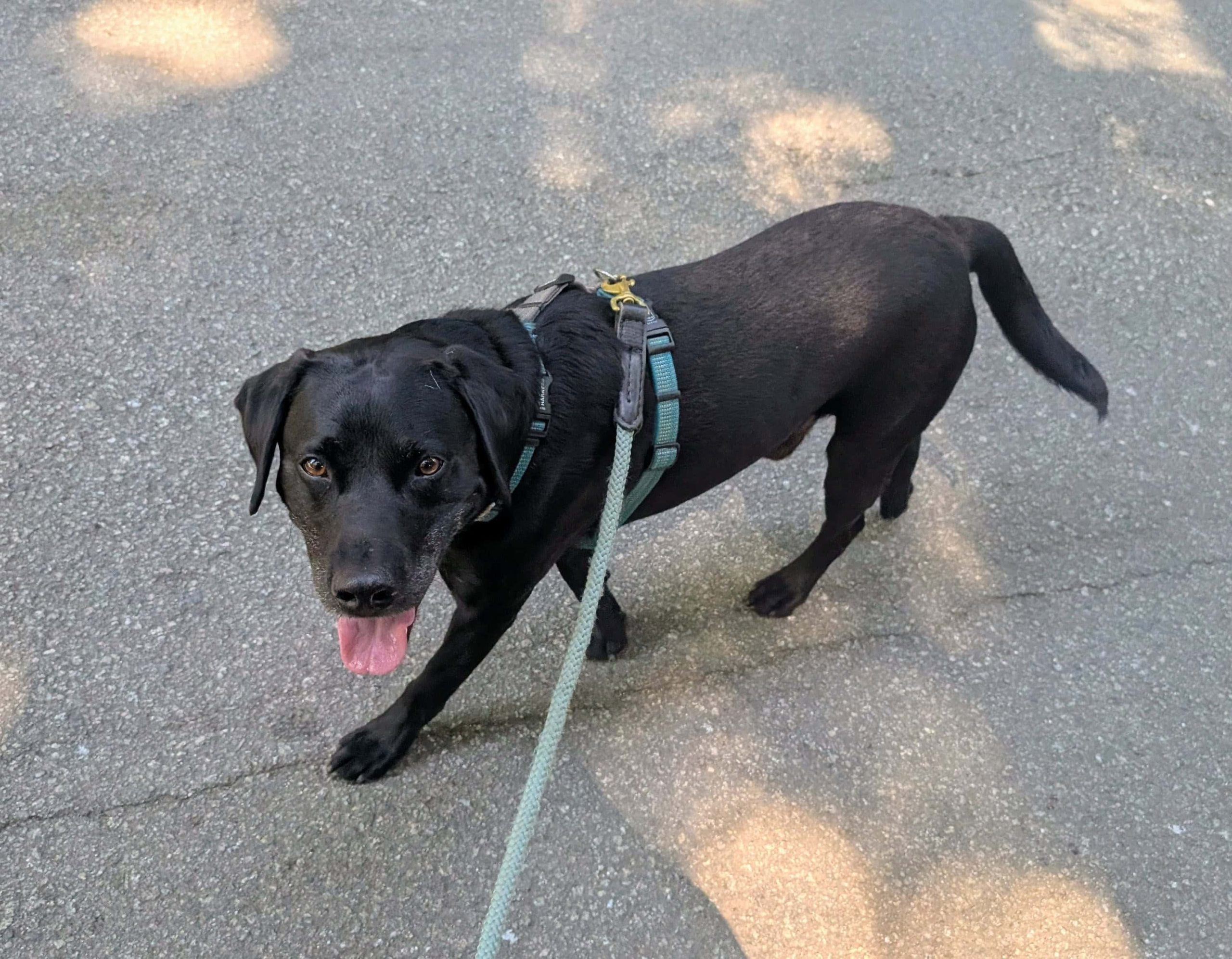 black Lab dog walking in Atherton