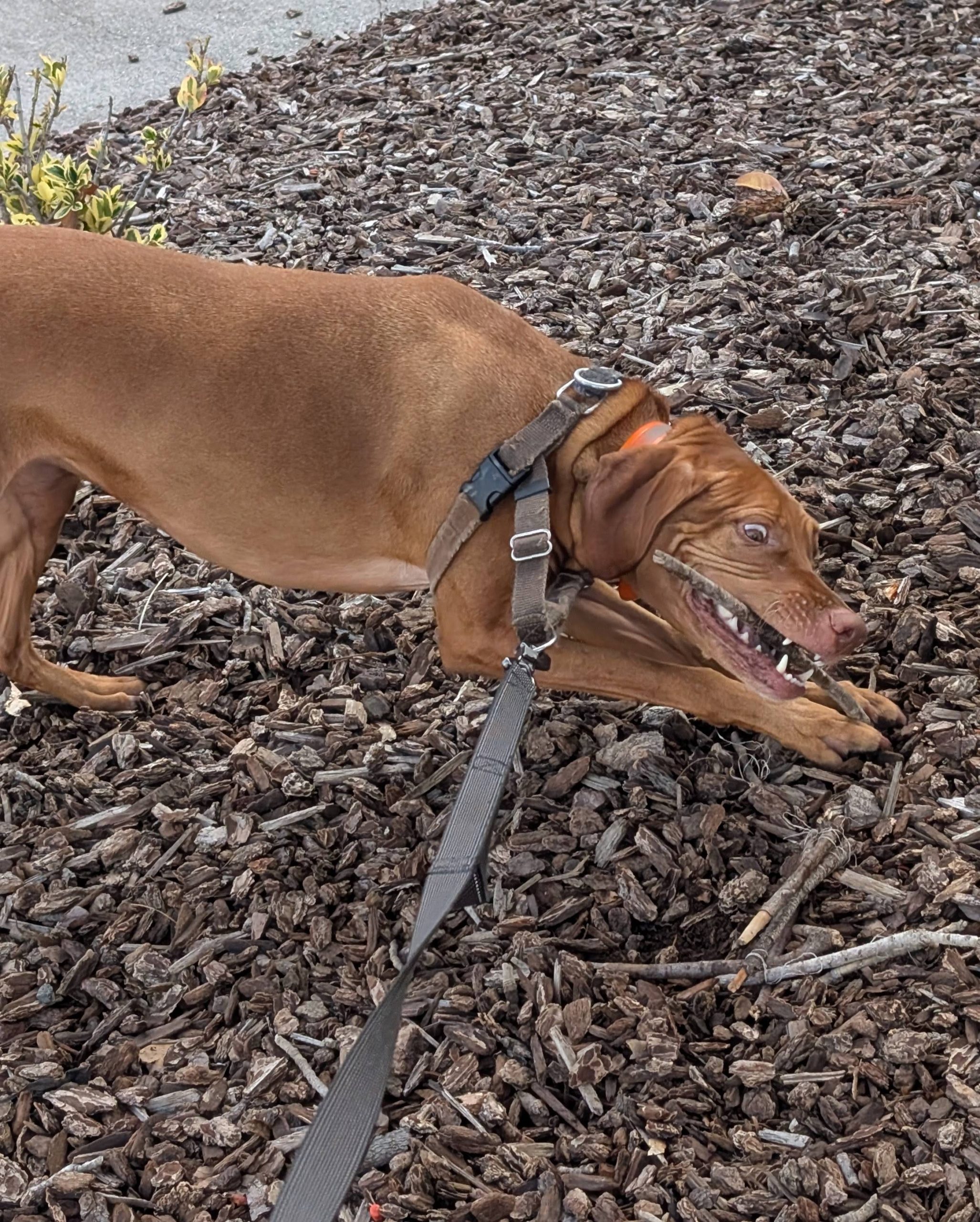 Ansa, a Viszla, chewing on her stick (with pet parent permission) as she walks in Emerald Hills.