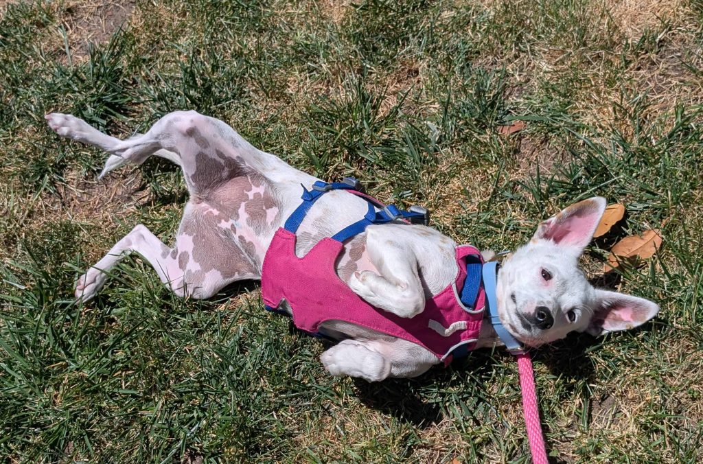 white Chihuahua with brown spots in a pink harness rolling in grass