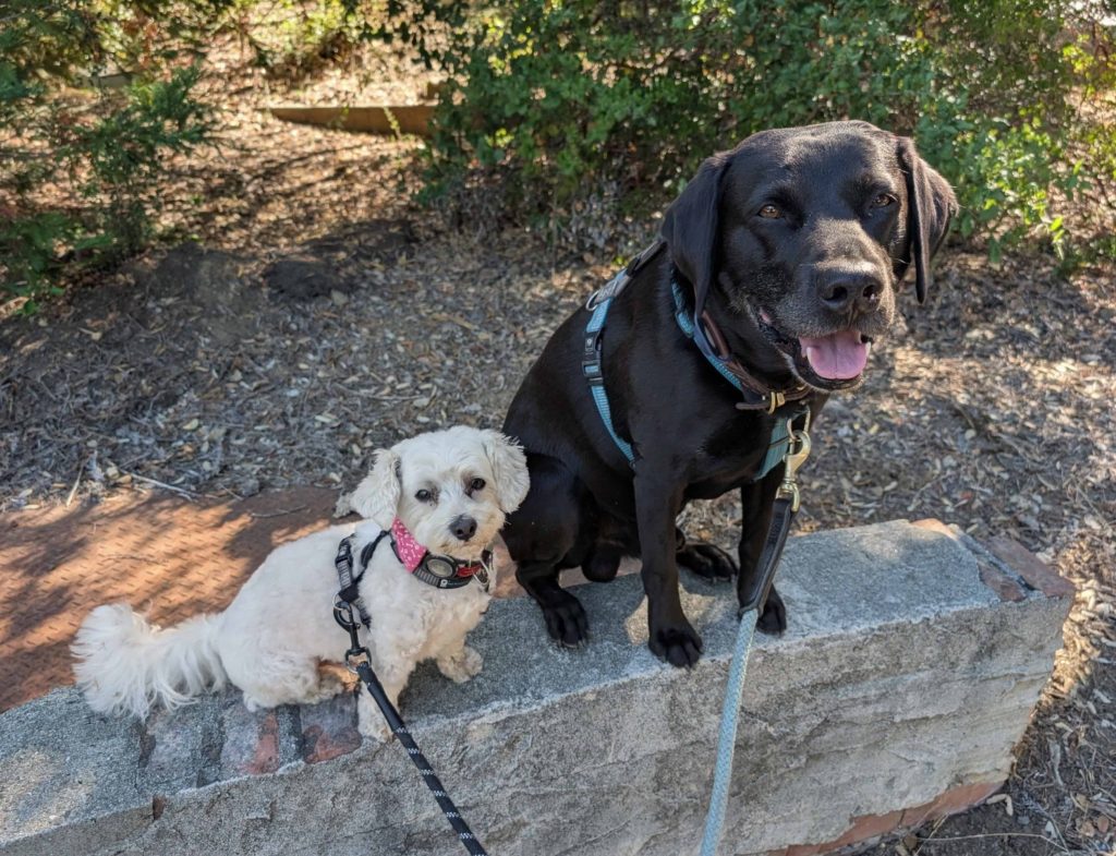 Adi the Black Lab and Leo the Bolognese on a shared neighborhood walk in Downtown Woodside with STB.