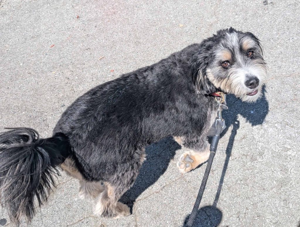 Sammy the Bernadoodle out on a walk in Redwood City, walking on pavement.