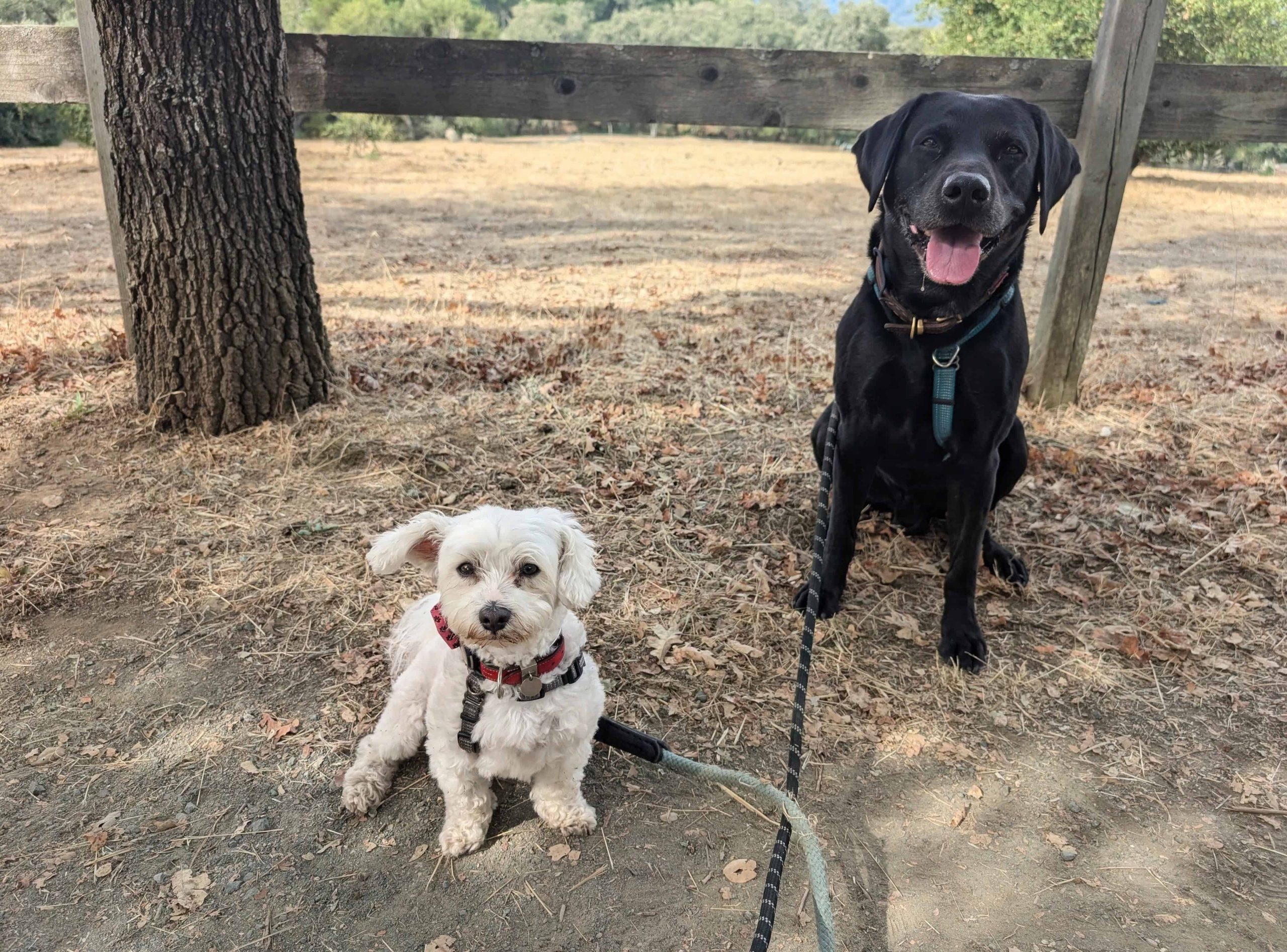 Adi the Black Lab and Leo the Bolognese on a shared neighborhood walk with STB.